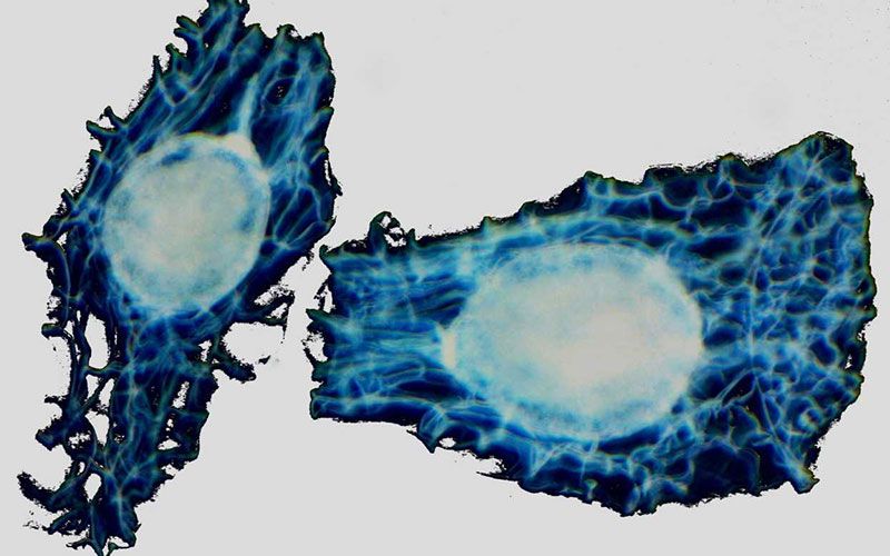 Life under a microscope