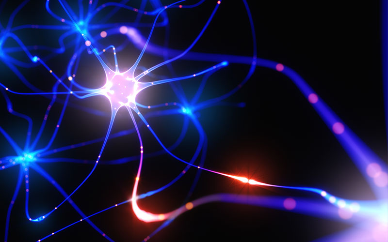 What is neurogenesis?