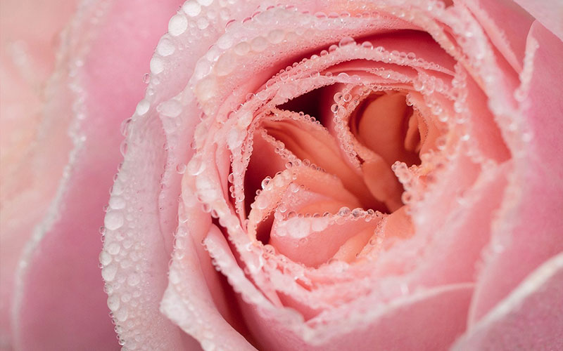 A Passion for Flowers