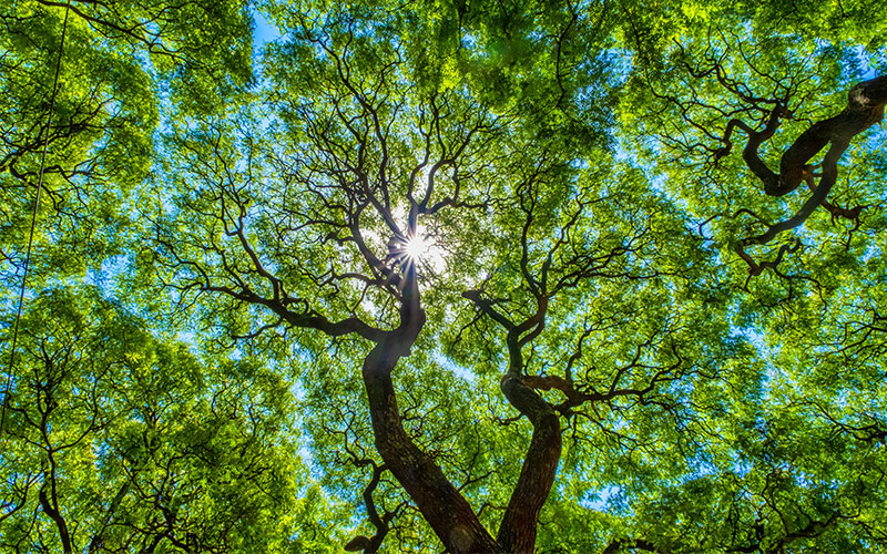 Running a Tree Canopy Assessment Group