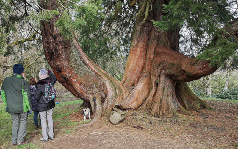 Tree Spotting in Ayr