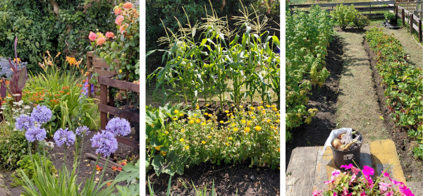 three images showing flowers and vegetables grown in the u3a allotment garden