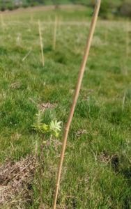 A sapling tree growing