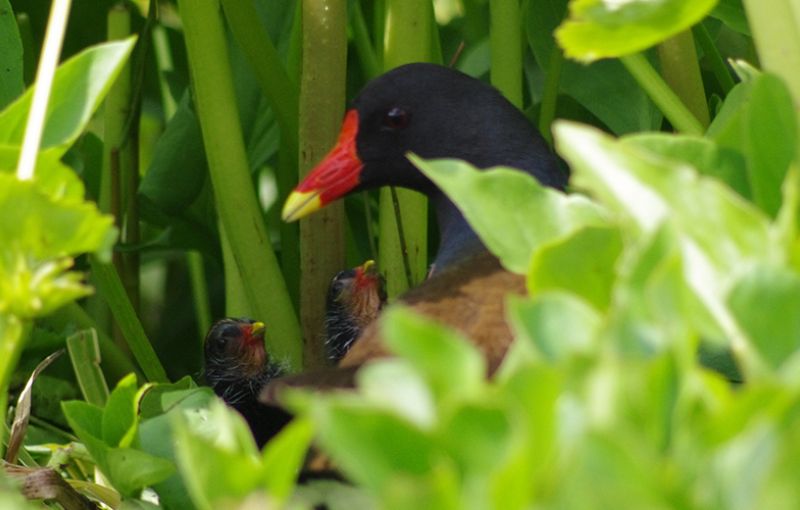 A Coordinated Bird Watch