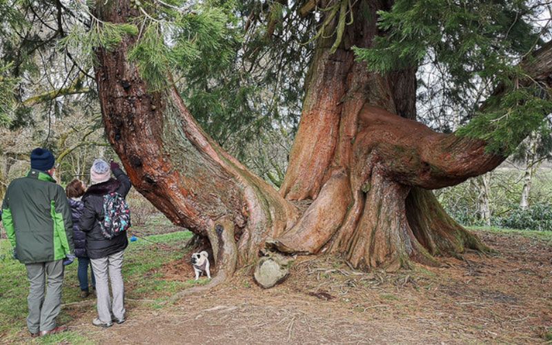 Tree Spotting in Ayr