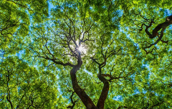 Running a Tree Canopy Assessment Group