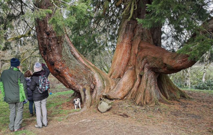 Tree Spotting in Ayr
