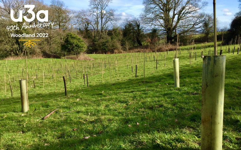 Celebrating 10 Years of Ravenshead u3a with u3a trees