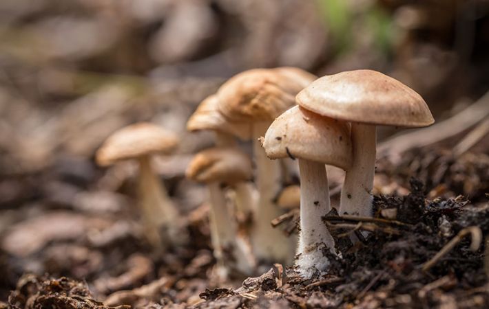 Mycology is fun, guys!