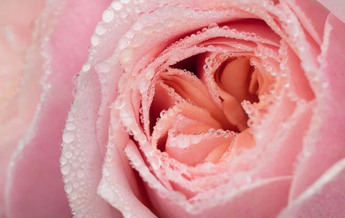 A Passion for Flowers