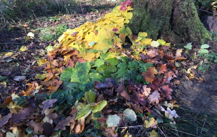 Learning More About: How to Connect with Trees