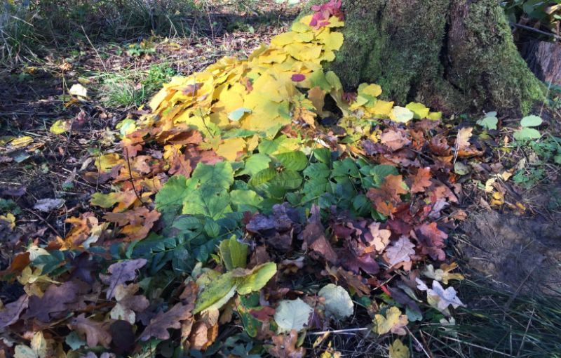 Learning More About: How to Connect with Trees