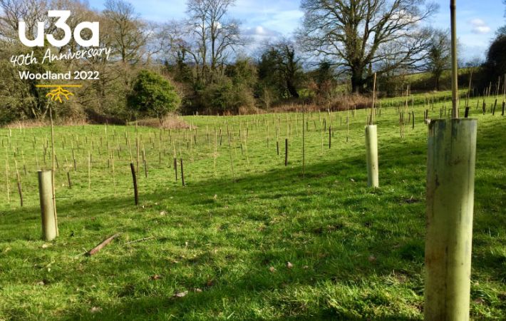 Celebrating 10 Years of Ravenshead u3a with u3a trees