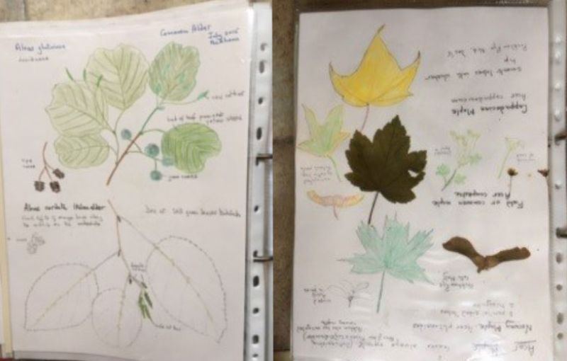 Identifying Trees