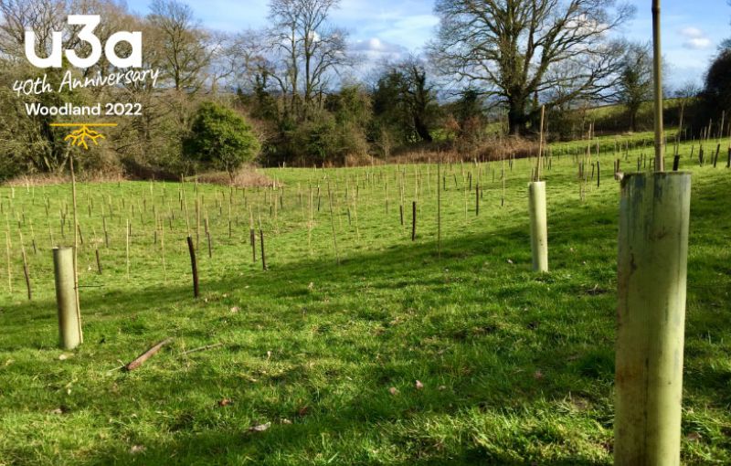 Celebrating 10 Years of Ravenshead u3a with u3a trees