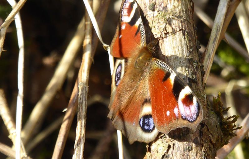 Nature Appreciation Group