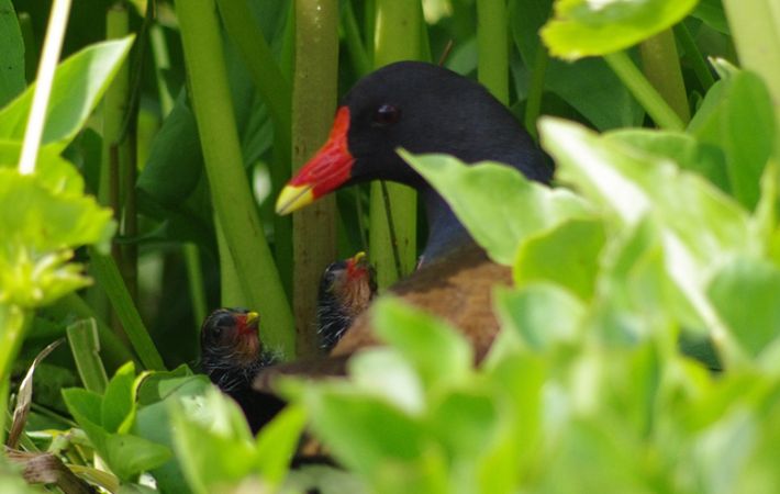 A Coordinated Bird Watch