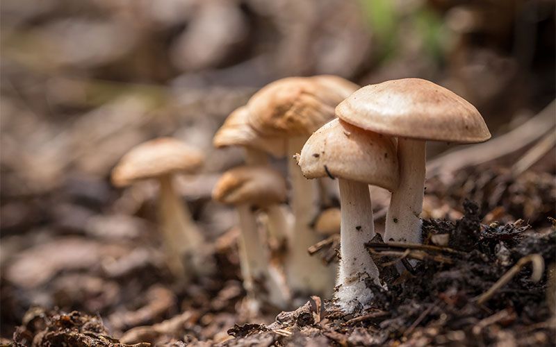 Mycology is fun, guys!