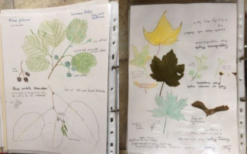 Identifying Trees