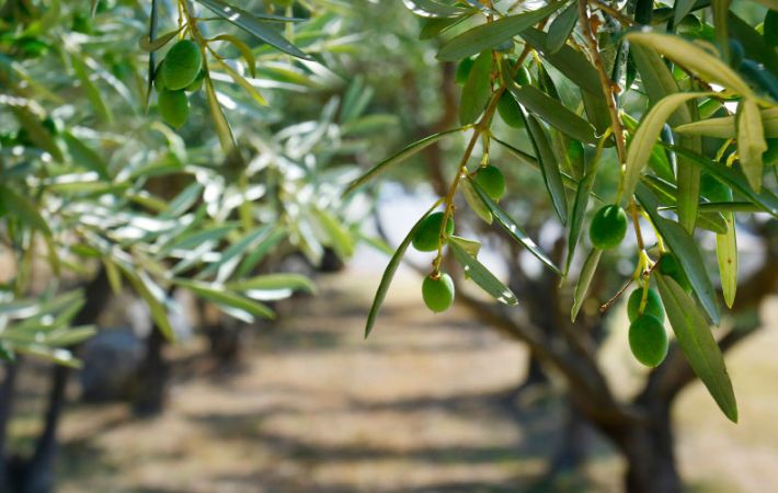 Forth Valley u3a Tree Grove