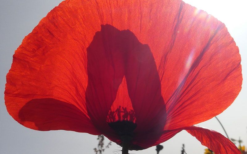 U3A Case Study: Angela