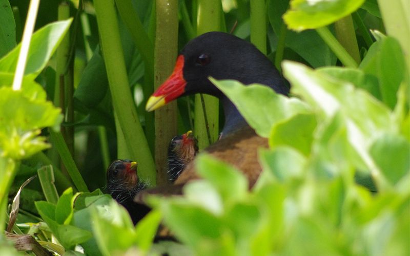 A Coordinated Bird Watch