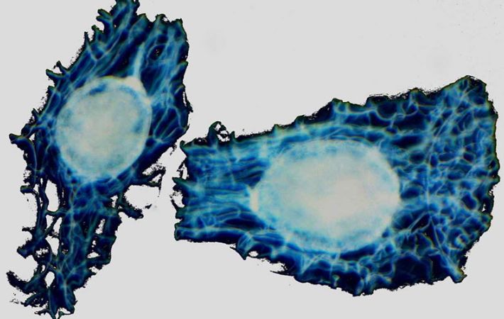 Life under a microscope