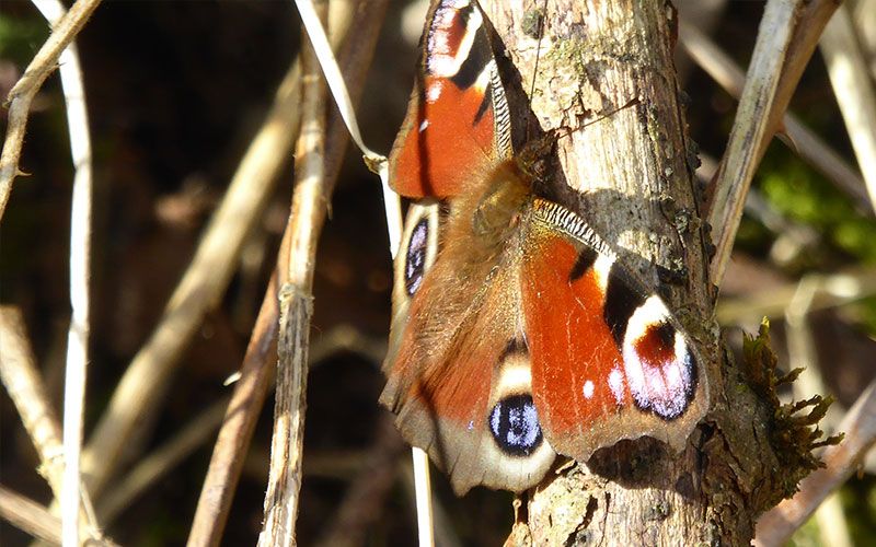 Nature Appreciation Group