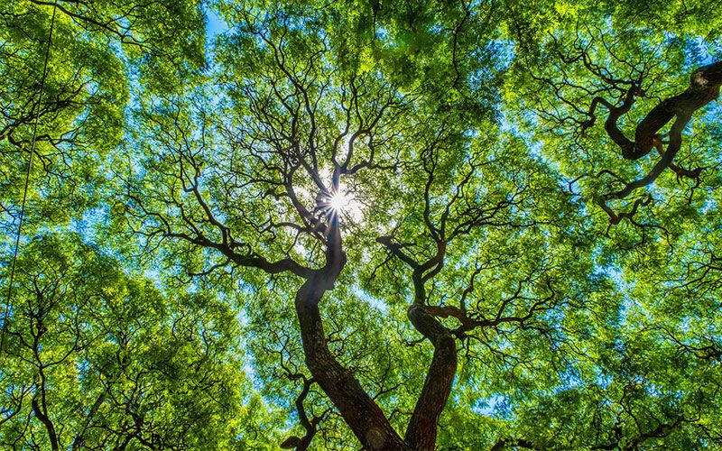 Running a Tree Canopy Assessment Group