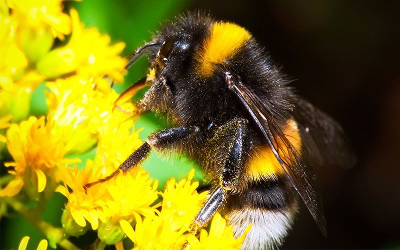 Bumblebee Walking